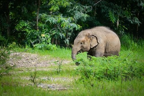 Biosphoto | 2030654 | Jeune Eléphant d'Asie dans la végétation - Thaïlande ; Elephant Nature Park | &copy; Stéphanie Meng / Biosphoto