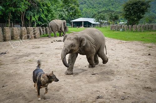 Biosphoto | 2030652 | Jeune Eléphant d'Asie poursuivant un chien - Thaïlande ; Elephant Nature Park | &copy; Stéphanie Meng / Biosphoto