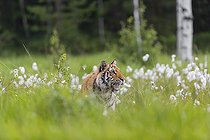 Biosphoto | 2598104 | Jeune femelle tigre de Sibérie, Panthera tigris altaica, debout dans les linaigrettes. Lumière du petit matin | &copy; photoholic / imageBROKER / Biosphoto