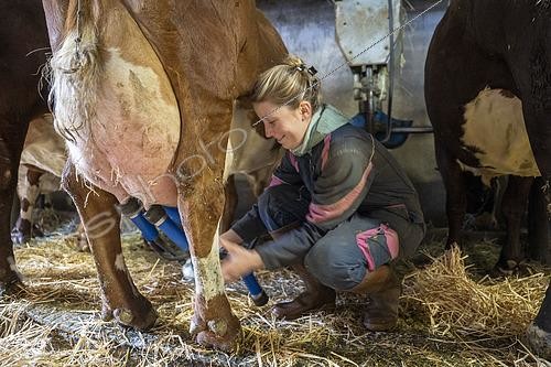 Biosphoto | 2561139 | Jeune femme agricultrice s'occupant de traire des vaches abondance dans une étable afin de faire du reblochon avec le lait, La Clusaz, Haute-Savoie, France. | &copy; Antoine Boureau / Biosphoto