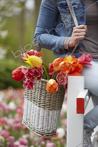 Biosphoto | 2536121 | Jeune femme portant des tulipes dans un panier en osier dans le parc du printemps | &copy; Visions Pictures / Biosphoto
