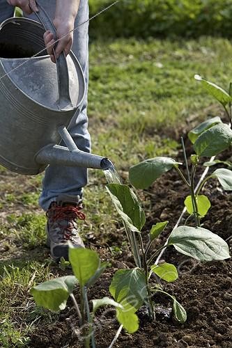 Biosphoto | 603452 | Jeune fille rousse arrosant des plants d'Aubergine au jardin | &copy; Philippe Giraud / Biosphoto