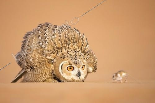 Biosphoto | 1133866 | Jeune Grand duc du désert (Bubo ascalaphus), inquiet et perplexe devant une proie, Emirats Arabes Unis. La gerboise a été déposée à proximité du jeune hibou par l'un de ses parents pour lui apprendre à chasser. | &copy; Xavier Eichaker / Biosphoto