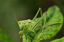 Biosphoto | 1254422 | Jeune Grande Sauterelle verte sur feuille France | &copy; Denis Bringard / Biosphoto