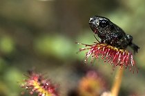 Biosphoto | 467735 | Jeune grenouille sur une Rossolis à feuille ronde France | &copy; Sébastien Herent / Biosphoto