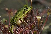 Biosphoto | 50348 | Jeune Grenouille verte engluée sur un Rossolis Pays-Bas | &copy; Stoelwinder / Biosphoto