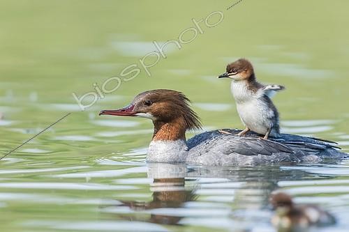 Biosphoto | 2392114 | Jeune Harle bièvre (Mergus merganser) debout sur le dos de sa mère, Allemagne | &copy; Alfred & Annaliese Trunk / imageBROKER / Biosphoto