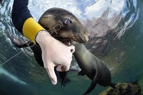 Biosphoto | 1134810 | Jeune Lion de mer de Californie Mer de Cortez Mexique ; Elle joue avec le photographe | &copy; Bruno Guénard / Biosphoto