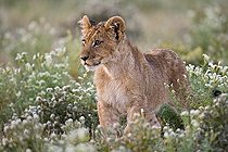 Biosphoto | 2126235 | Jeune Lion (Panthera leo), Central Kalahari Game Reserve, Botswana | &copy; Christian Heinrich / imageBROKER / Biosphoto