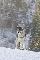 Biosphoto | 2598105 | Jeune loup gris (Canis lupus lupus) se tient sur une prairie en pente, recouverte de neige, sur une colline, par une journée froide et ensoleillée, forêt à l'arrière-plan | &copy; photoholic / imageBROKER / Biosphoto