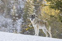 Biosphoto | 2598106 | Jeune loup gris (Canis lupus lupus) se tient sur une prairie en pente, recouverte de neige, sur une colline, par une journée froide et ensoleillée, forêt à l'arrière-plan | &copy; photoholic / imageBROKER / Biosphoto