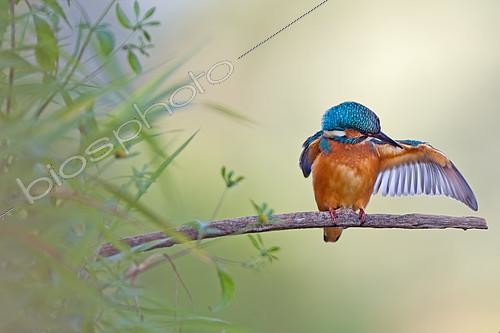 Biosphoto | 2413089 | Jeune Martin-pêcheur d'Europe (Alcedo atthis) mâle nettoyant son plumage sur une branche, Saxe-Anhalt, Allemagne | &copy; Thomas Hinsche / BIA / Biosphoto