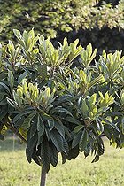 Biosphoto | 479427 | Jeune Néflier Provence France | &copy; Philippe Giraud / Biosphoto