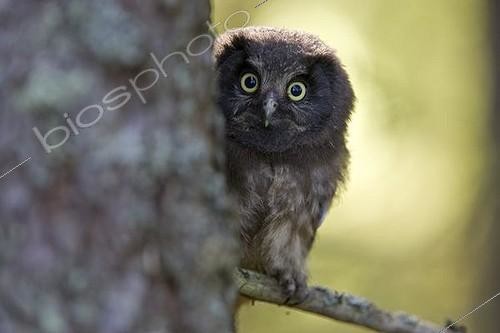 Biosphoto | 1465924 | Jeune Nyctale boréale (Aegolius funereus) sur une branche, Finlande, Europe | &copy; Franz Christoph Robiller / imageBROKER / Biosphoto