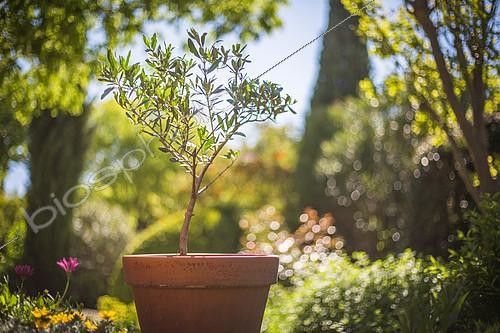 Biosphoto | 2083877 | Jeune olivier en pot, Provence, France | &copy; Philippe Giraud / Biosgarden / Biosphoto