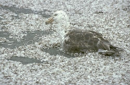 Biosphoto | 11815 | Jeune Petrel géant au milieu des plumes de manchot royal ; Géorgie du Sud | &copy; Theo Allofs / Biosphoto