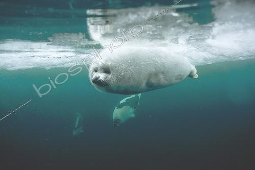 Biosphoto | 68814 | Jeune phoque du Groenland nageant sous l'eau ; Iles de la Madeleine | &copy; Muriel Duhau / Biosphoto