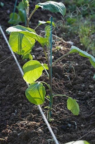 Biosphoto | 597404 | Jeune plant d'aubergine planté au potager | &copy; Philippe Giraud / Biosphoto