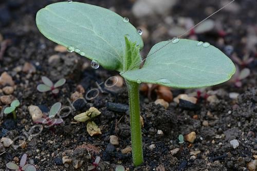 Biosphoto | 2089253 | Jeune plant de Concombre (Cucumis sativus) au jardin, Ardèche, France | &copy; Jean-Philippe Vantighem / Biosphoto