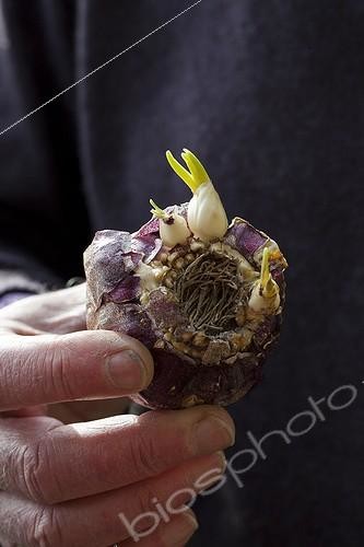 Biosphoto | 1623126 | Jeune pousse de Jacinthe dans un jardin | &copy; Gilles Le Scanff & Joëlle-Caroline Mayer / Biosphoto