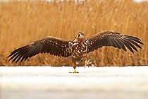 Biosphoto | 2074190 | Jeune Pygargue à queue blanche (Haliaeetus albicilla) marchant sur la neige ailes déployées, Hongrie | &copy; Marc Costermans / Biosphoto