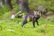 Biosphoto | 2598110 | Jeune renard argenté (Vulpes vulpes) explorant les environs de sa tanière sur le sol moussu de la forêt. | &copy; photoholic / imageBROKER / Biosphoto