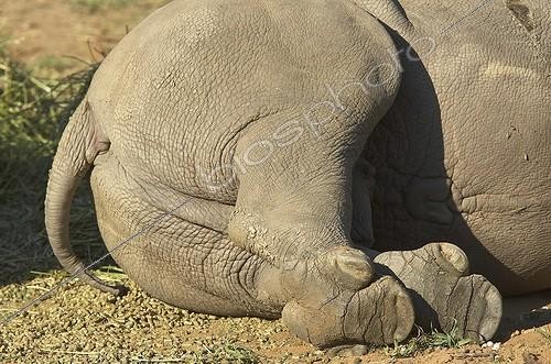 Biosphoto | 527080 | Jeune Rhinocéros blanc au repos Okapuka Ranch Namibie | &copy; Michel & Christine Denis-Huot / Biosphoto