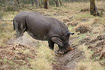 Biosphoto | 105808 | Jeune Rhinocéros blanc jouant dans la boue PN de Nakuru | &copy; Renaud Fulconis / Biosphoto