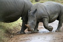 Biosphoto | 105807 | Jeune Rhinocéros blanc suivant sa mère PN de Nakuru Kenya | &copy; Renaud Fulconis / Biosphoto