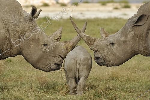 Biosphoto | 1359375 | Jeune Rhinocéros passant entre deux adultes PN du lac Nakuru | &copy; Patrick Kientz / Biosphoto