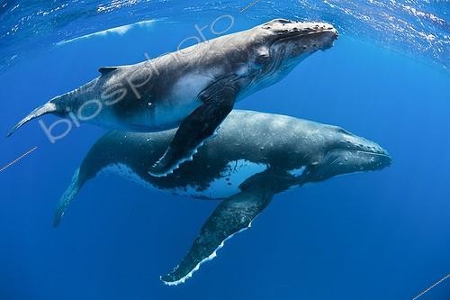 Biosphoto | 1294329 | Jeune Rorqual  à bosse et sa mère à la surface Tahiti | &copy; Fabien Michenet / Biosphoto