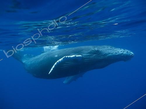 Biosphoto | 2068592 | Jeune Rorqual à bosse (Megaptera novaeangliae) sous la surface, La Réunion, Océan Indien, France | &copy; Myriam Dupuis / Biosphoto