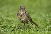 Biosphoto | 2598128 | Jeune Rougegorge familier (Erithacus rubecula) sur la pelouse d'un jardin en été, Angleterre, Royaume-Uni, Europe | &copy; Kevin Sawford / imageBROKER / Biosphoto