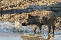 Biosphoto | 2598107 | Jeune sanglier (Sus scrofa) écrasant la glace d'un petit étang gelé et la mangeant. | &copy; photoholic / imageBROKER / Biosphoto