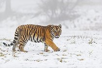 Biosphoto | 2598096 | Jeune tigre de Sibérie, Panthera tigris altaica, courant sur une prairie enneigée avec un brouillard dense en arrière-plan. | &copy; photoholic / imageBROKER / Biosphoto