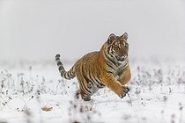 Biosphoto | 2598098 | Jeune tigre de Sibérie, Panthera tigris altaica, courant sur une prairie enneigée avec un brouillard dense en arrière-plan. | &copy; photoholic / imageBROKER / Biosphoto