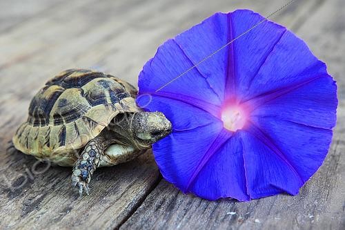 Biosphoto | 2450191 | Jeune Tortue grecque (Testudo graeca) mangeant une fleur d'Ipomée | &copy; Eric Guilloret / Biosphoto