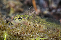 Biosphoto | 2621596 | Jeune triton palmé (Lissotriton helveticus) posé au fond d'une mare, commune de Couffy, Loir et Cher, France | &copy; Bruno Guénard / Biosphoto
