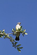Biosphoto | 1247178 | Jeune Tyran de l'Ouest sur une branche dans le Nevada USA | &copy; Jean-François Noblet / Biosphoto