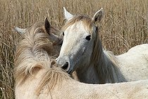 Biosphoto | 1249044 | Jeunes Camarguais s'amusant dans une roselière France | &copy; Pascal Pittorino / Biosphoto