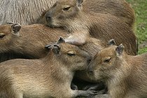 Biosphoto | 2602094 | Jeunes capybaras (Hydrochoerus hydrochaeris) | &copy; Martina Berg / imageBROKER / Biosphoto