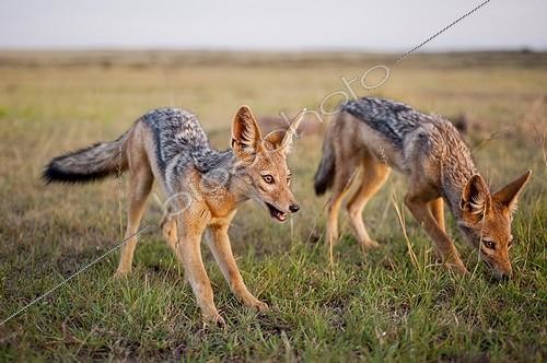 Biosphoto | 2068584 | Jeunes Chacals à chabraque (Canis mesomelas) dans la savane, Masaï Mara, Kenya | &copy; Myriam Dupuis / Biosphoto