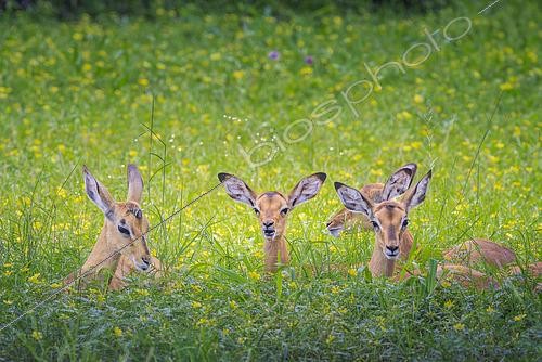 Biosphoto | 2601068 | Jeunes impalas à face noire (Aepyceros melampus petersi), Namibie, Afrique | &copy; Alain Roux / Biosphoto