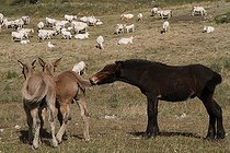 Biosphoto | 1249043 | Jeunes Mulets jouant avec un jeune Cheval France | &copy; Jean-François Noblet / Biosphoto