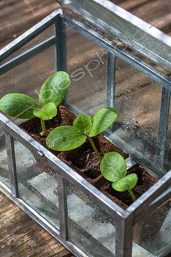 Biosphoto | 2084053 | Jeunes plants de courgette en serre miniature, Provence, France | &copy; Philippe Giraud / Biosgarden / Biosphoto