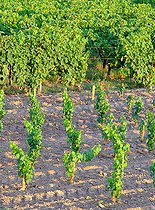 Biosphoto | 2088441 | Jeunes plants de Vignes et vignobles de l'AOC Sauternes. Commune de Fargues, Gironde (33), France | &copy; Laurent Lhoté / Biosphoto