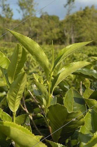Biosphoto | 74959 | Jeunes pousses de thé Karnataka Région Madikeri Inde du sud ; Seules les 3 dernières feuilles sont cueillies | &copy; NouN / Biosphoto