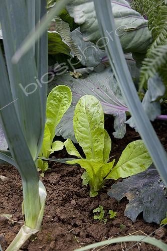Biosphoto | 1151263 | Jeunes salades repiquées entre les poireaux et les choux | &copy; NouN / Biosphoto