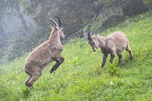 Biosphoto | 2603266 | Jeux de combat sous la pluie entre deux jeunes Bouquetins des Alpes (Capra ibex) mâles, Creux du Van, Suisse | &copy; Monique Morin / Biosphoto