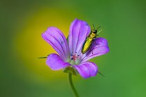 Biosphoto | 2584763 | Jewel beetle (Anthaxia nitidula) on Herb Robert, Bouxières aux dames, Lorraine, France | &copy; Stéphane Vitzthum / Biosphoto
